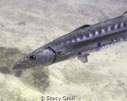 Barracuda on the outer ledge off of Jupiter.  Shot with D... by Stacy Groff 